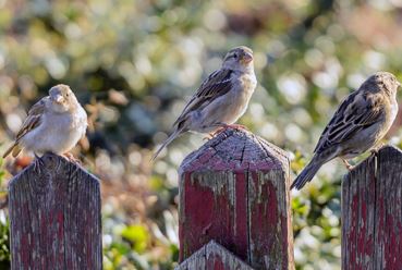 3 birds sitting on red fence posts