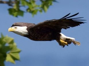 eagle flying at fast speed