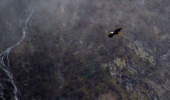 eagle flying high above mountain and river on rising heat