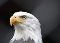 bald eagle looking with intense vision