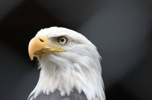 bald eagle facts exceptional vision